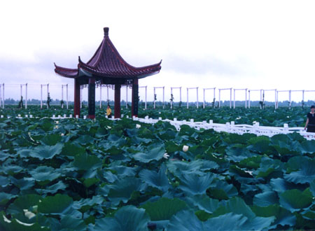 淮安金湖荷花荡天气